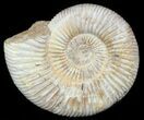 Perisphinctes Ammonite - Jurassic #46920-1